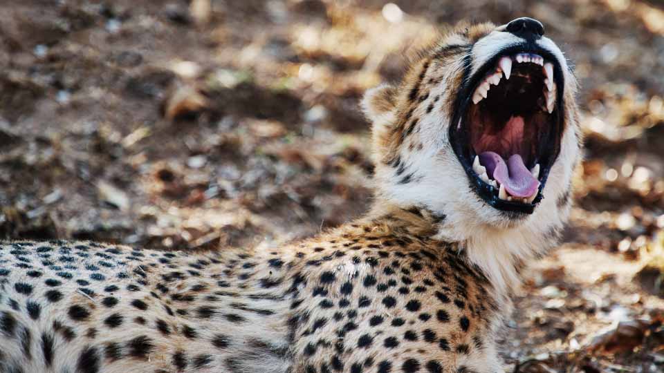 Leopard with open mouth.